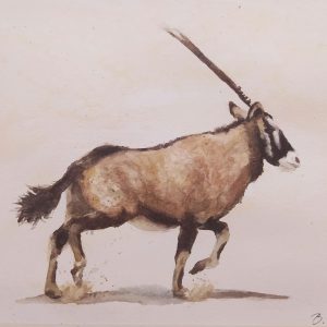 Oryx Gemsbok African Antelope by B. Meyer